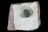 Unidentified Lichid Trilobite From Jorf - Belenopyge Like #171559-1